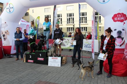 Fragment biegu Pucharu Polski w Dogtrekkingu w Wiśle